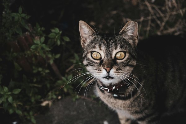 Verwöhne deinen gaumen: das ultimative rezept für köstliches spanisches turrón mit mandeln und honig für die festtage!